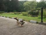 Duck Guard