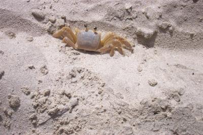 Nice Looking Crab
