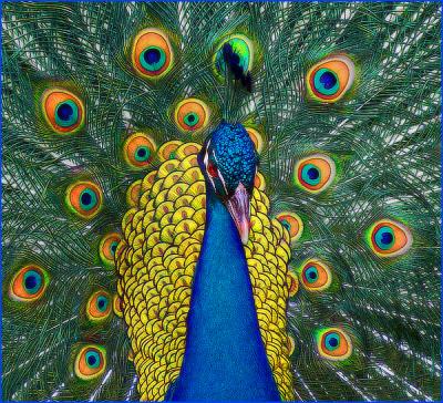 Peacock Lines