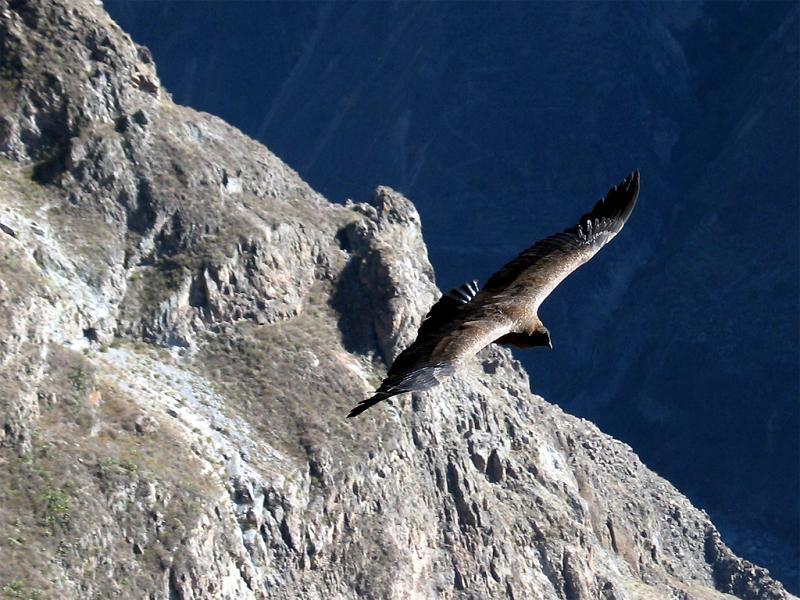 Condor