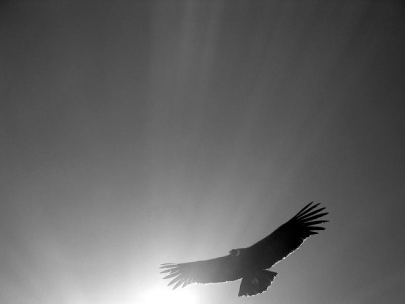Condor, grayscale