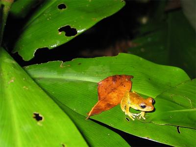 Treefrog in Manu jungle, Peru