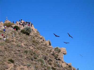 Condors and people