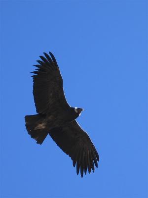 Condor