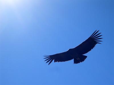 Condor