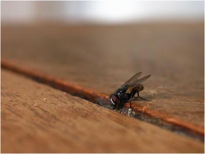 Fly in El Calafate, Argentina