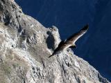 Condor