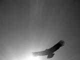 Condor, grayscale