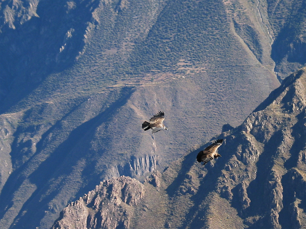 Two condors