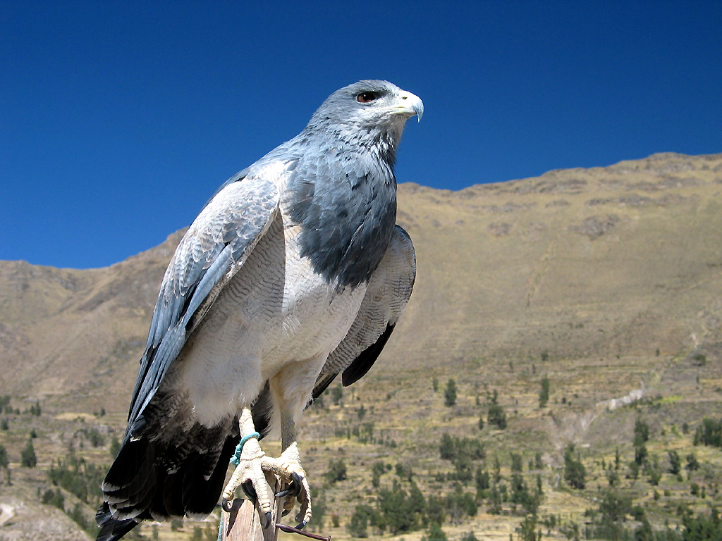 Eagle in captivity