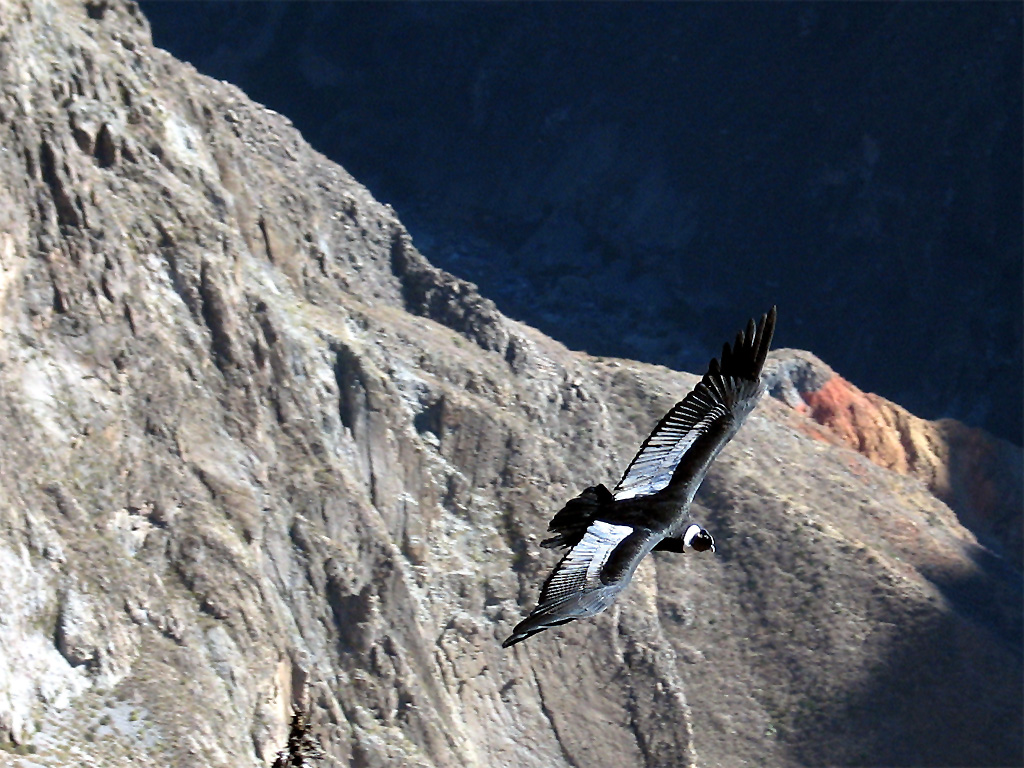 Black condor