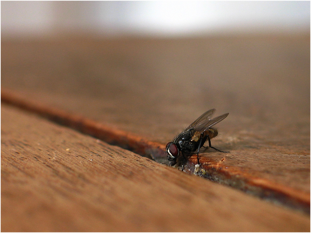 Fly in El Calafate, Argentina