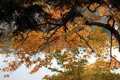 Mohonk Fall Leaves.jpg