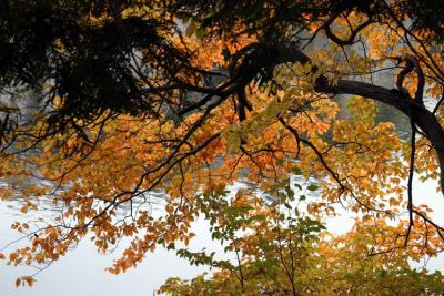 Mohonk Fall Leaves.jpg