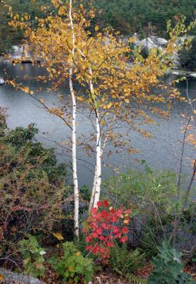 Mohonk Tree above lake.jpg