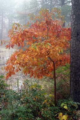 Mohonk Pond Tree.jpg