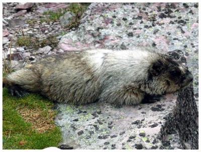 Cute Marmot