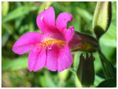 u35/pudgy_groundhog/medium/23297782.Flower1391.jpg
