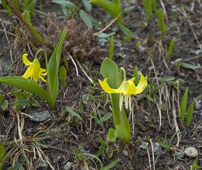0589_yellowFlower.jpg