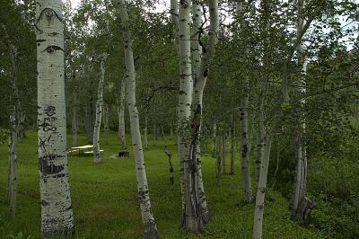 0598_birch.jpg