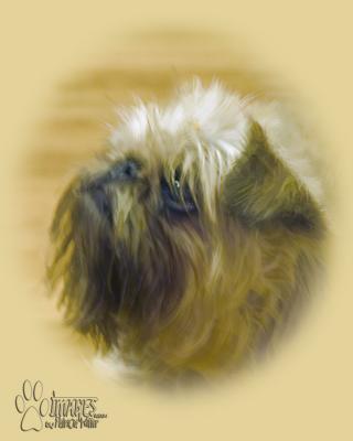 Natural Ears on a Brussels Griffon