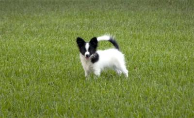 papillon_puppy01.jpg