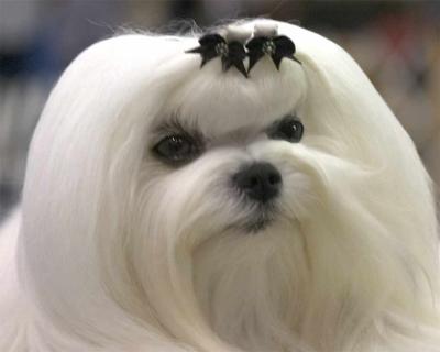 maltese02.jpg