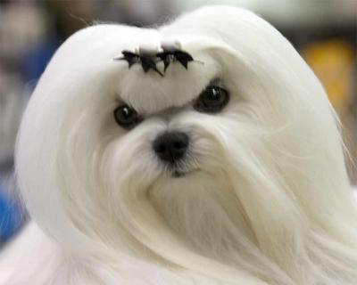 maltese03.jpg