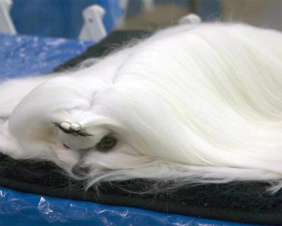maltese04.jpg