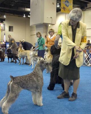 st_schnauzer01.jpg