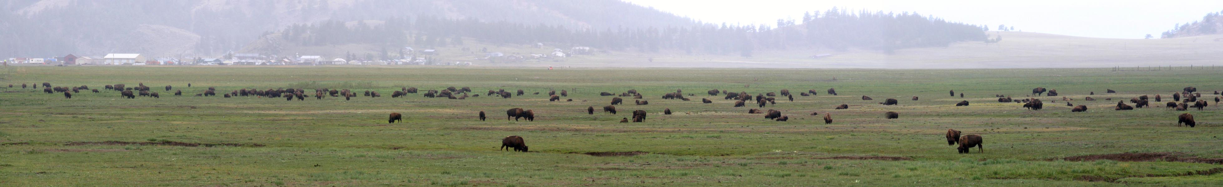 Buffalo Herd