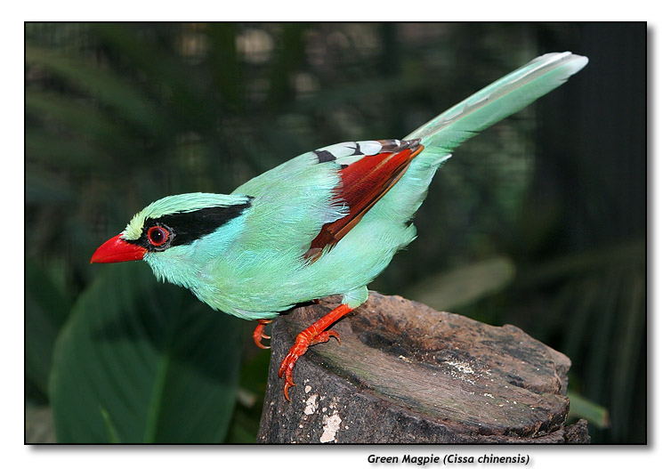 Green Magpie