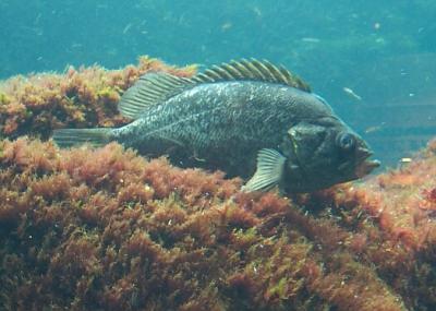 Monterey Bay Aquarium