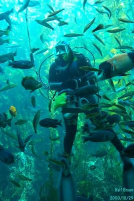 Feeding Time at the Aquarium