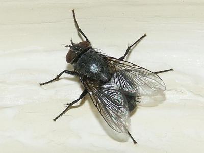 Look Who Was Buzzing My Place
