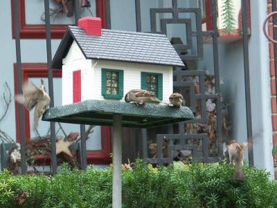 Gathering At the Bird Feeder