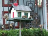 Gathering At the Bird Feeder