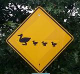 Caution - Ducks