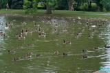Culler Lake =  duck central