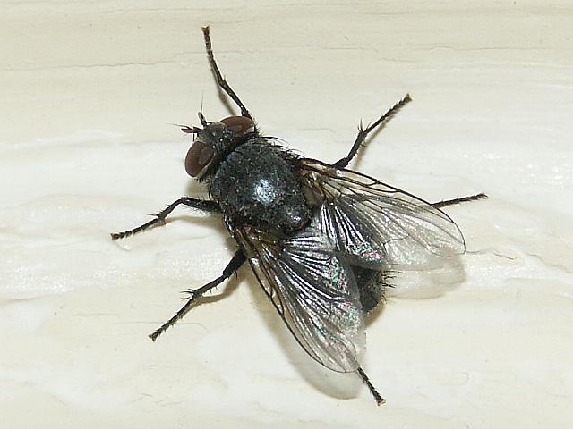 Look Who Was Buzzing My Place