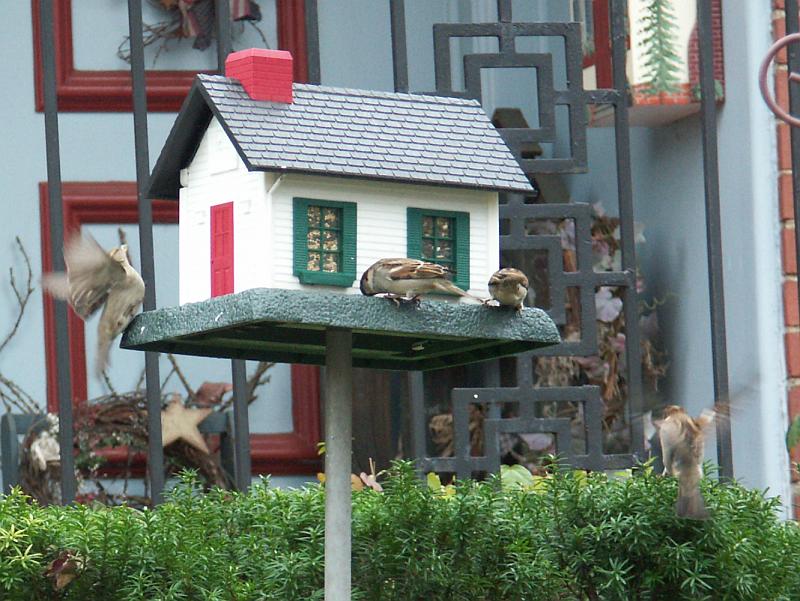 Gathering At the Bird Feeder