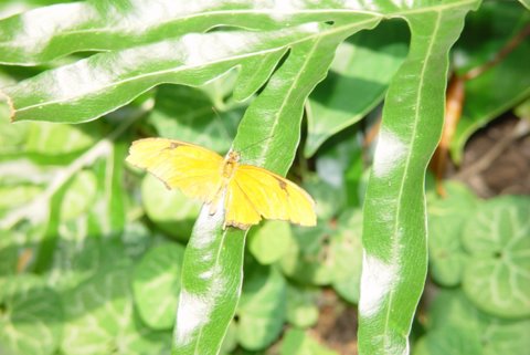 FIRST BUTTERFLY