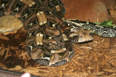 snakecloseup.jpg