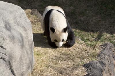panda4.jpg