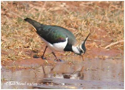 Northern Lapwing-Male