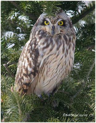 Short-eared Owl