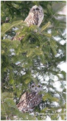 Short-eared Owl
