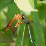 Robber Fly Munching on Damselfly