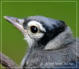 Blue Jay Fledge