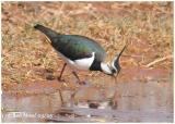 Northern Lapwing-Male
